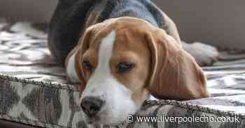 Dog food recalled from stores after salmonella found - Liverpool Echo