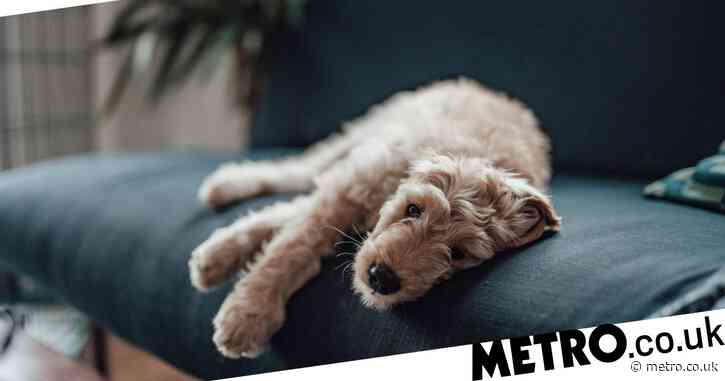 Is your dog showing signs of depression and anxiety? Here's how to help