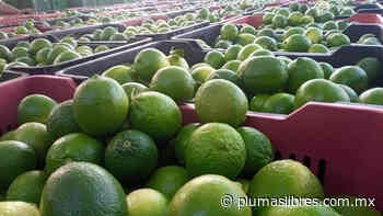 Estiman que hasta abril se estabiliza el precio del limón - plumas libres