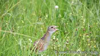 Rhön: Bedrohte Arten - So wird Wachtelkönig und Mauersegler geholfen - Fuldaer Zeitung