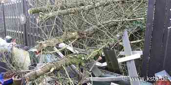 Baum gestürzt: Nachbar in Neunkirchen-Seelscheid muss zahlen - Kölner Stadt-Anzeiger