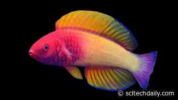 Stunning New Species of Fish Discovered: The Rose-Veiled Fairy Wrasse