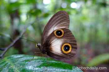 Butterfly Eyespots Reuse Gene Network That Patterns Antennae, Legs and Wings