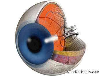 Retinal Immune Cells May Hold Key to Preventing Diabetes-Related Vision Loss