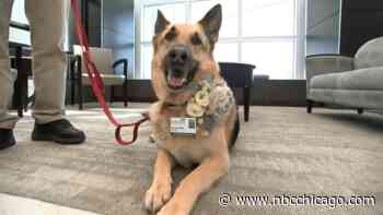 Therapy Dog Visits Aurora Hospital for 1000th Time - NBC Chicago