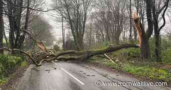 Three fallen trees block roads as Cornwall hit by high winds - updates - Cornwall Live