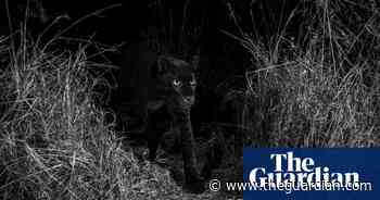 A black panther at night (apparently) – Will Burrard-Lucas's best photograph - The Guardian