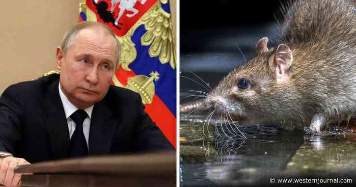 Former US Defense Intel Agent Reveals Putin's Childhood Experience with a Cornered Rat Could Be Guiding His Actions Now