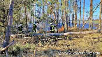 Zerbst: Gerissene Leitung setzt einen Hektar Wald zwischen Lindau und Kerchau in Brand - Volksstimme