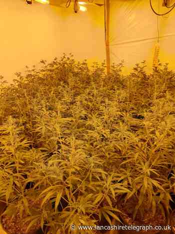 Blackburn cannabis farm dismantled after landlord's discovery