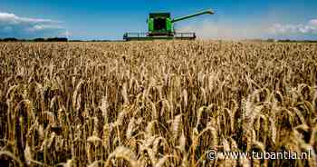 Komt het goudgele graan terug op de Twentse essen? - Tubantia