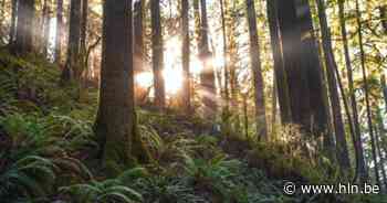 Werkzaamheden in natuurgebied 'De Geelberg' | Zonhoven | hln.be - HLN.be