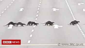 Watch: Otters in Singapore cross road with police escort