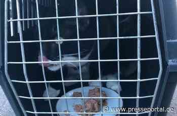 POL-PDWO: Katze aus Wohnhaus befreit