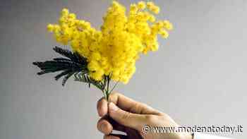 Soliera, tanti appuntamenti per celebrare l'8 marzo - ModenaToday