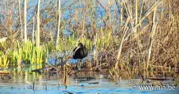 Zeldzame zwarte ibis laat zich opmerken in Molsbroek - HLN.be