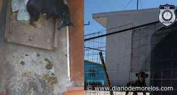 Catean en Cuernavaca casa de supuesto asesino de perrita Dory; rescatan a 5 canes - Diario de Morelos