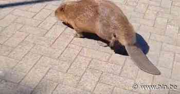 Bever op verkenning aan tankstation in Genk - HLN.be