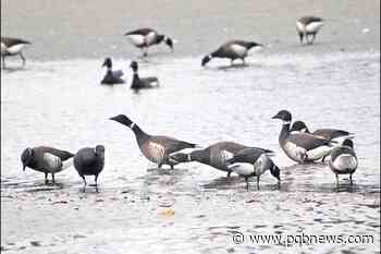 Brant Wildlife Festival brings all-ages events to Parksville Qualicum Beach - Parksville-Qualicum Beach News