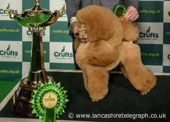 Toy Poodle Waffle, from Lancashire, crowned Reserve Champion at Crufts 2022