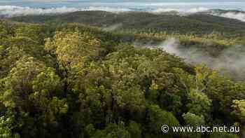 Fears renewable energy projects could turn Far North Queensland's pristine rainforest into 'industrial wasteland'