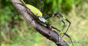 Invasive Spiders That Grow to the Size of a Child's Hand to Begin Parachuting Down to the US This Spring