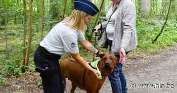 Wat te doen met verloren gelopen honden? De politie geeft tips - HLN.be