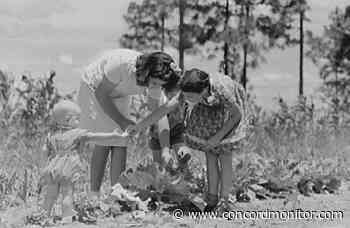 Vintage Views: Concord victory gardens once flourished - Concord Monitor