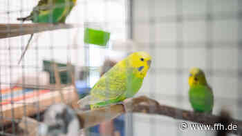 Hilferuf der anderen Art in Griesheim: Polizei rettet Wellensittich - HIT RADIO FFH
