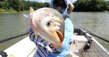 Platteville fish dealer convicted of selling invasive carp - Wisconsin Public Radio