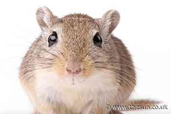 From fighting gerbils to keeping koi carp — your pet queries answered... - The Sun