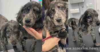 Essex crime: Police investigate as three dogs stolen from Basildon address - Essex Live