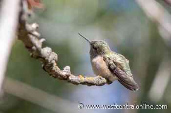 Rare sighting in Swift Current - WestCentralOnline.com