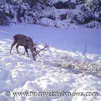 Court blocks tender for red deer hunt - Hurriyet Daily News