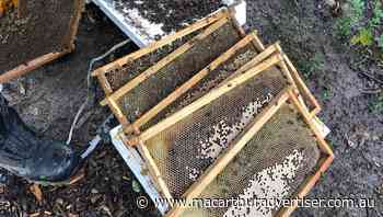 Bowral beekeeper is 'fishing' bees out of hives after they have been waterlogged - Campbelltown Macarthur Advertiser