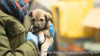 Tierrettung im Ukraine-Krieg: „Was können die Hunde dafür?“