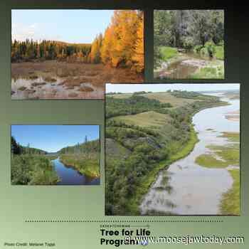 Saskatchewan Tree for Life program returns: available until May 1 - Moose Jaw Today