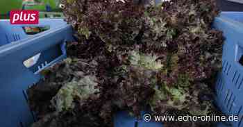 Die Sonne lässt den Salat in Lampertheim sprießen - Echo Online