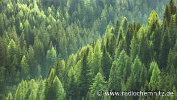 Waldbrandgefahr in Sachsen hoch - Radio Chemnitz