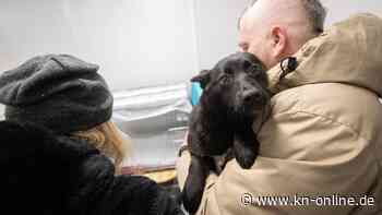 Tierschützer retten zurückgelassene Vierbeiner aus der Ukraine: „Was können die Hunde dafür?“