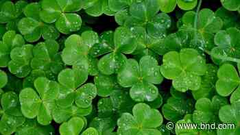 True or false: Do all Irish sing well, root for Notre Dame, love potatoes & cuss a lot? - Belleville News-Democrat