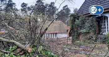 Wohnen in Celle: Reihendoppelhäuser statt "Lost Place" Dialyse-Institut - Cellesche Zeitung