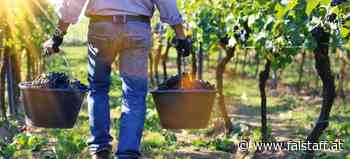 Analyse: Der Wein-Jahrgang 2021 weltweit
