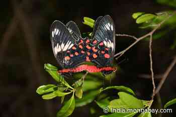 Crimson rose butterflies migrate across the sea, leaving a trail of questions - Mongabay-India