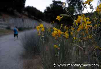 Early spring causes overgrowth on Los Gatos Creek Trail - The Mercury News