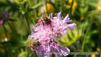 Winter hat Bienen in Hamburg zu schaffen gemacht