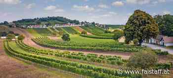 Weinviertel: Die besten Weingüter
