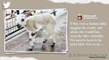 One in a million: Five legged lamb born in UK - The Indian Express