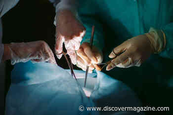 What Happens in the Brain When an Organ Transplant is Rejected?