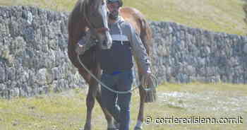 Palio, Calbucci (Commissione veterinaria): "Meglio puntare sui cavalli esperti" - Corriere di Siena